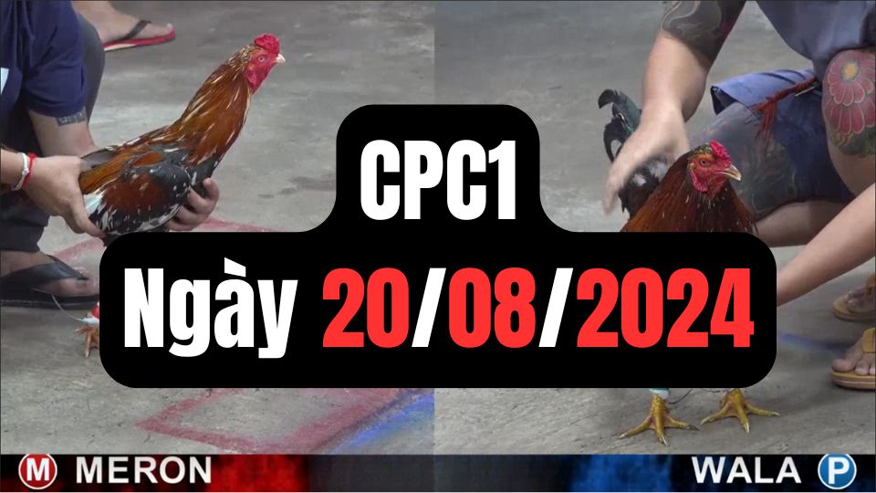 Tổng hợp video đá gà sảnh CPC1 ngày 20/08/2024