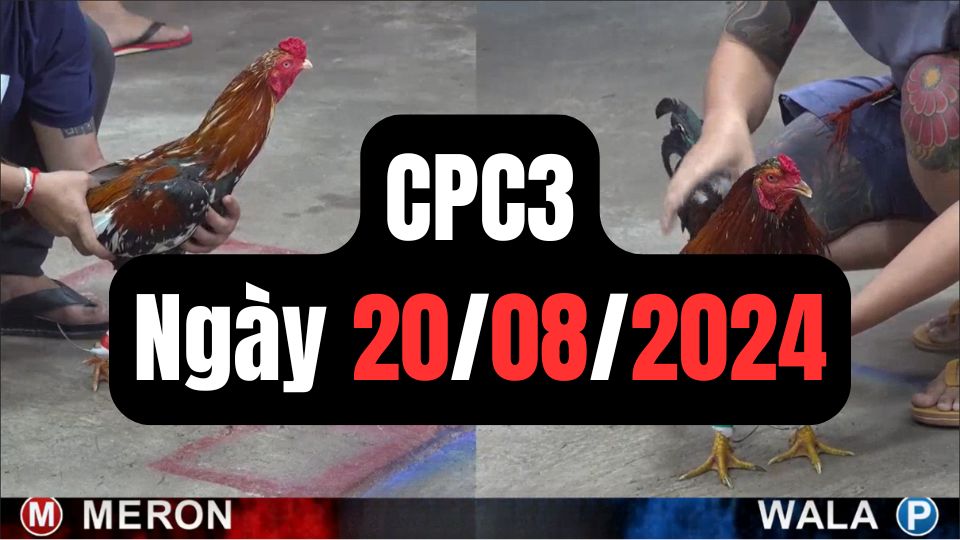 Tổng hợp video đá gà sảnh CPC3 ngày 20/08/2024