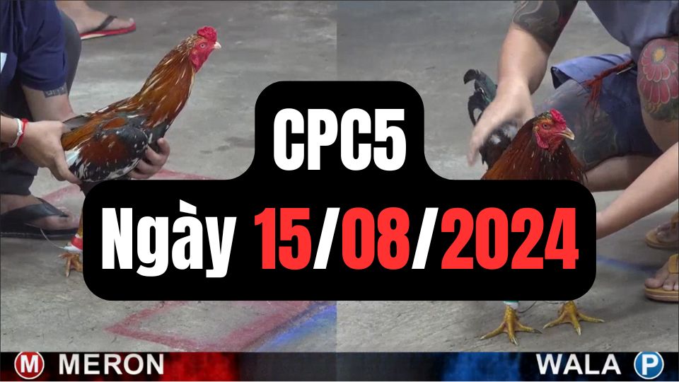 Tổng hợp video đá gà sảnh CPC5 ngày 15/08/2024
