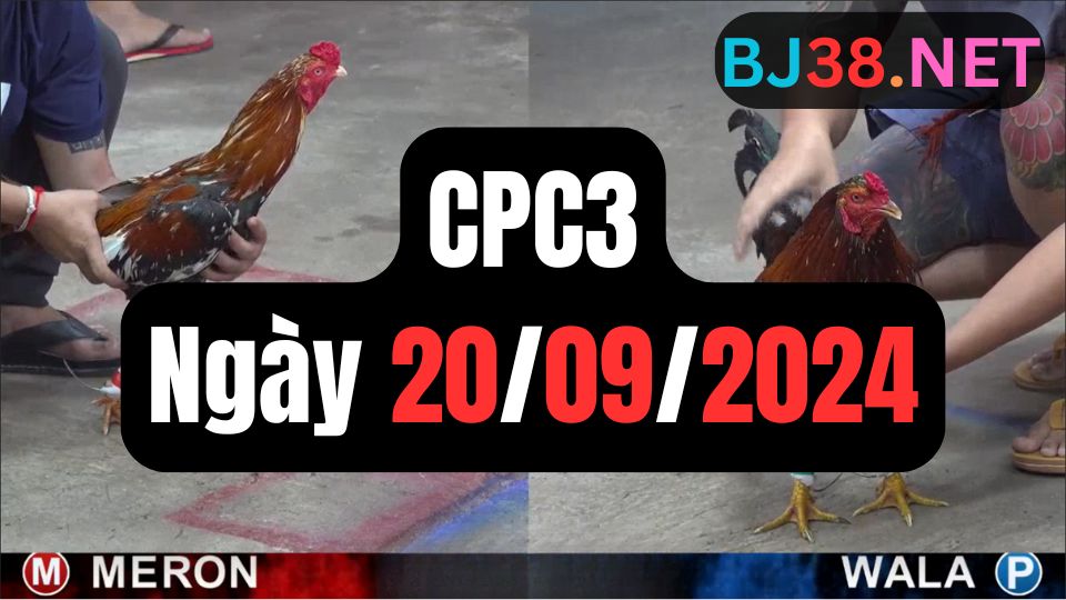 Tổng hợp video đá gà sảnh CPC3 ngày 20/09/2024