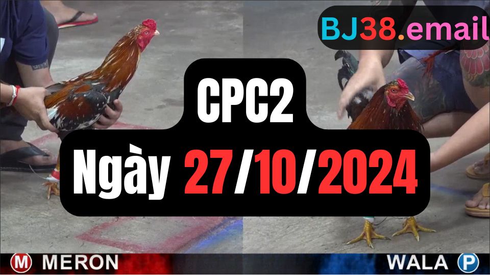 Tổng hợp video đá gà sảnh CPC2 ngày 27/10/2024