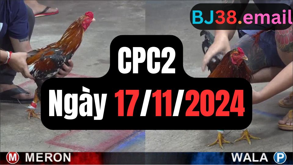 Tổng hợp video đá gà sảnh CPC2 ngày 17/11/2024