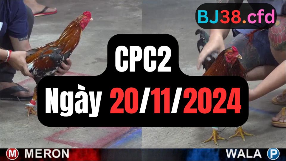 Tổng hợp video đá gà sảnh CPC2 ngày 20/11/2024