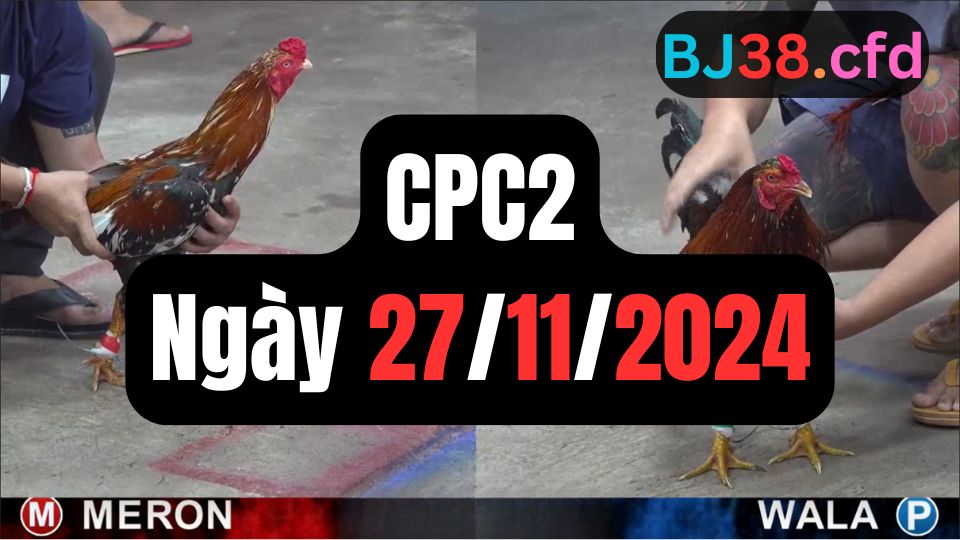 Tổng hợp video đá gà sảnh CPC2 ngày 27/11/2024