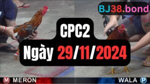 Tổng hợp video đá gà sảnh CPC2 ngày 29/11/2024