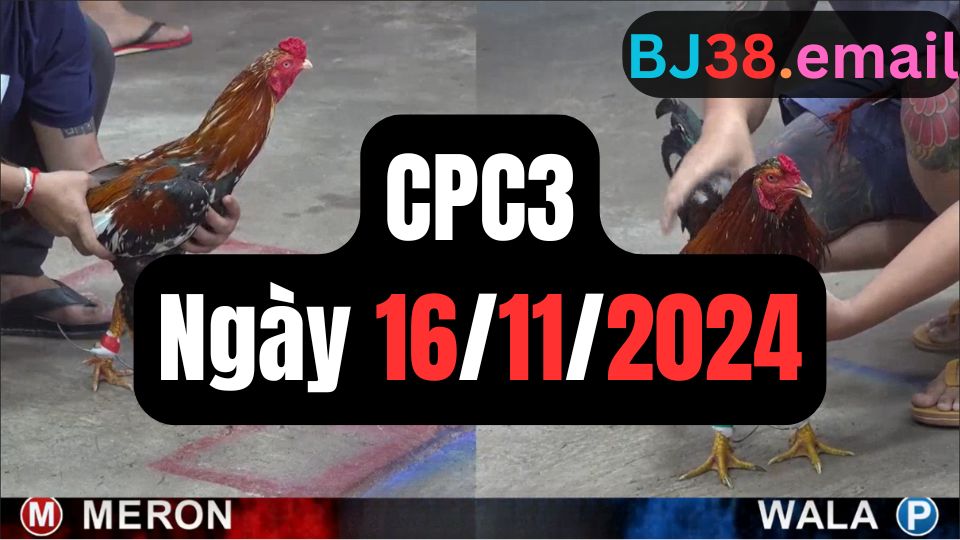 Tổng hợp video đá gà sảnh CPC3 ngày 16/11/2024