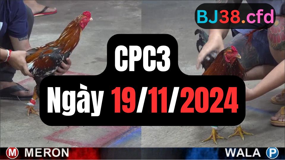 Tổng hợp video đá gà sảnh CPC3 ngày 19/11/2024