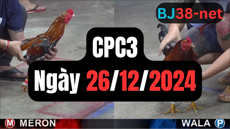 Tổng hợp video đá gà sảnh CPC3 ngày 26/12/2024